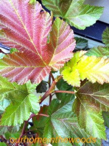foliage variations on our new Ninebark 'Amber Jubilee'